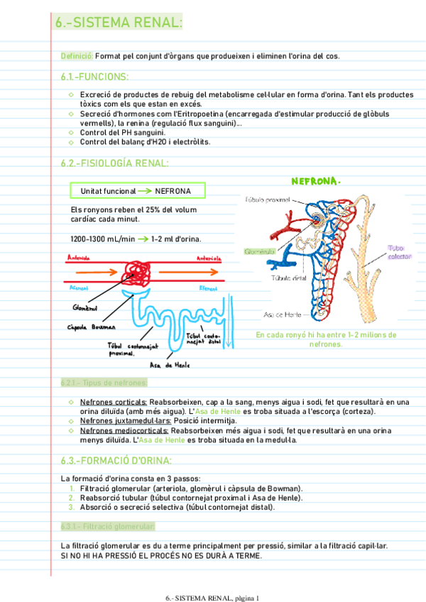 Miniatura del documento SISTEMA-RENAL.pdf
