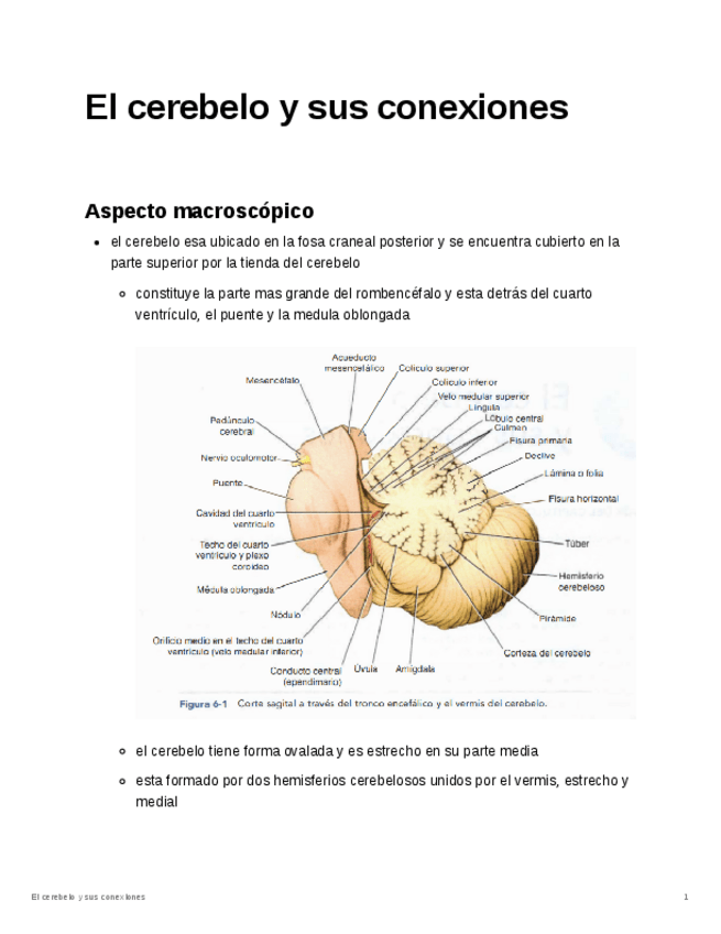 Miniatura del documento El-cerebelo-y-sus-conexiones.pdf