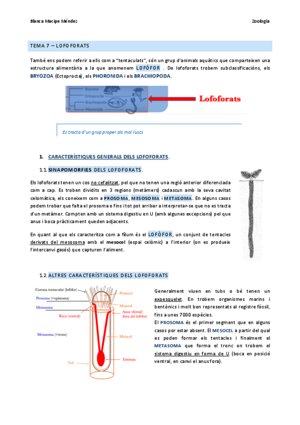 Miniatura del documento TEMA-7-LOFOFORATS.pdf