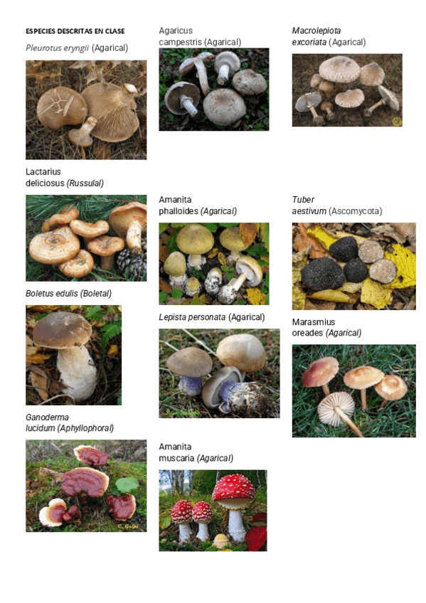 Miniatura del documento ESPECIES-DESCRITAS-EN-CLASE.pdf