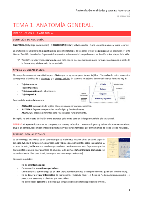 Miniatura del documento Anatomia-locomotor-1r-parcial.pdf