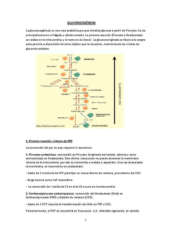 Miniatura del documento gluconeogenesis-y-glucogenolisis-T7.pdf