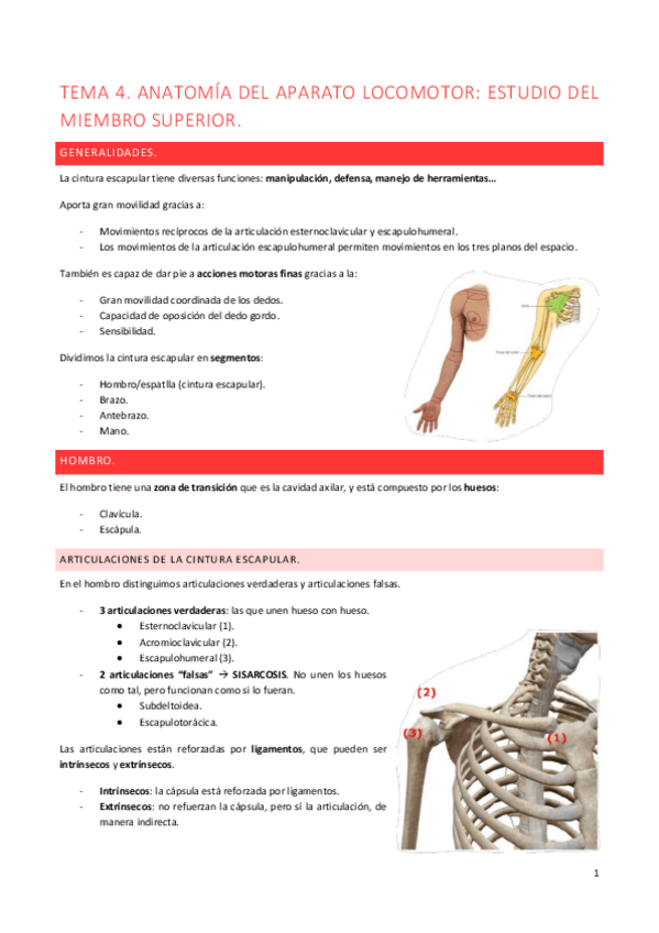 Miniatura del documento ANATO-2n-parcial.pdf