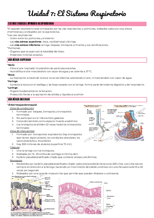 Miniatura del documento Unidad-7-El-Sistema-Respiratorio.pdf