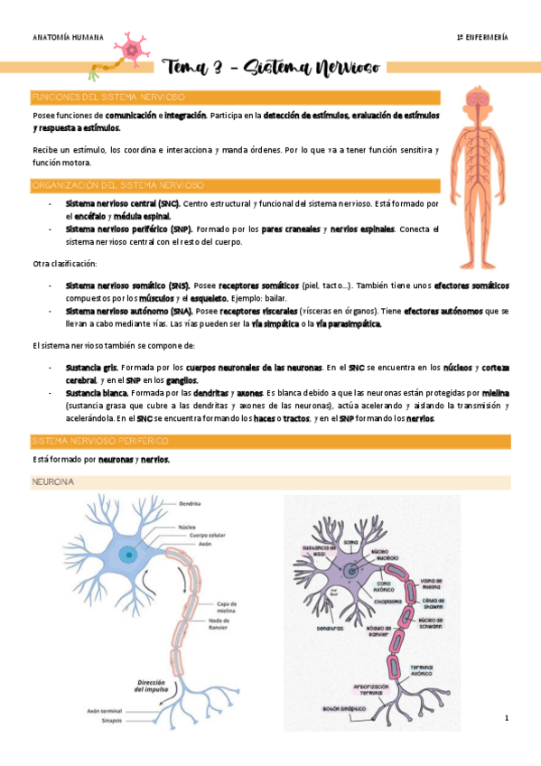 Miniatura del documento Tema-3-Sistema-Nervioso.pdf