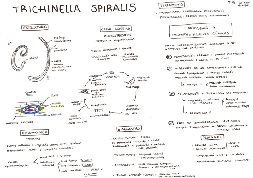 Miniatura del documento Tema-18.pdf