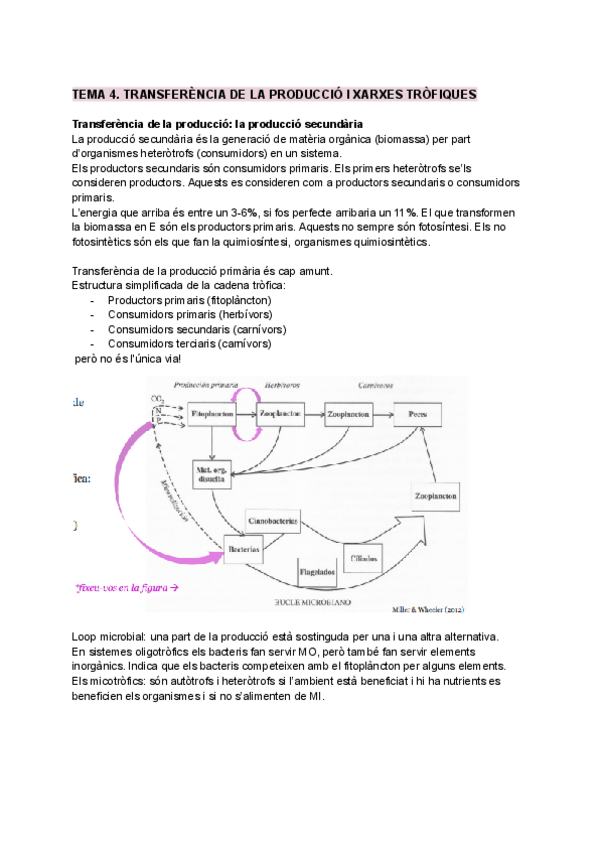Miniatura del documento TEMA-4.-TRANSFERENCIA-DE-LA-PRODUCCIO-I-XARXES-TROFIQUES.pdf