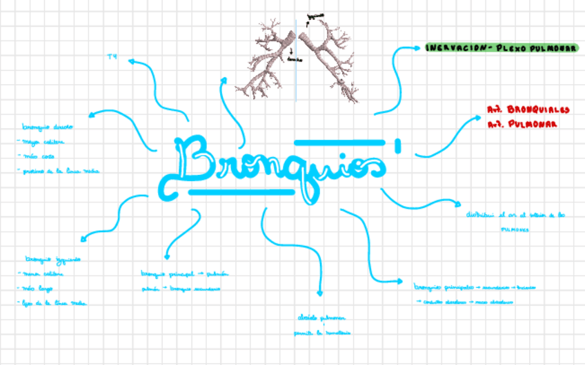 Miniatura del documento Bronquios.pdf