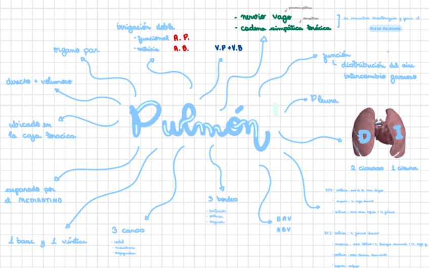 Miniatura del documento Pulmon.pdf