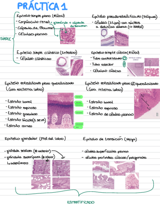 Miniatura del documento Microscopio prácticas 1 cuatri.pdf