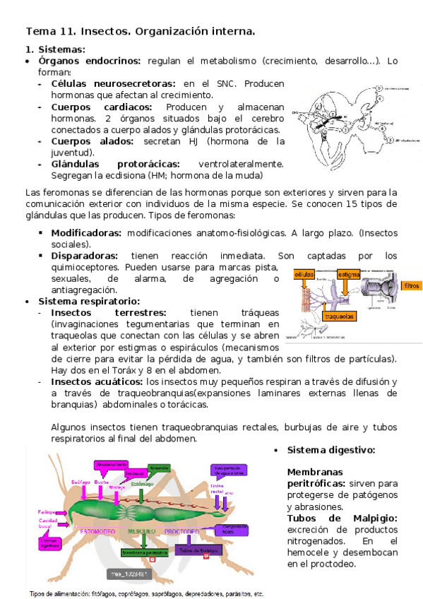 Miniatura del documento Tema-11-Insectos.-Organizacion-interna.docx
