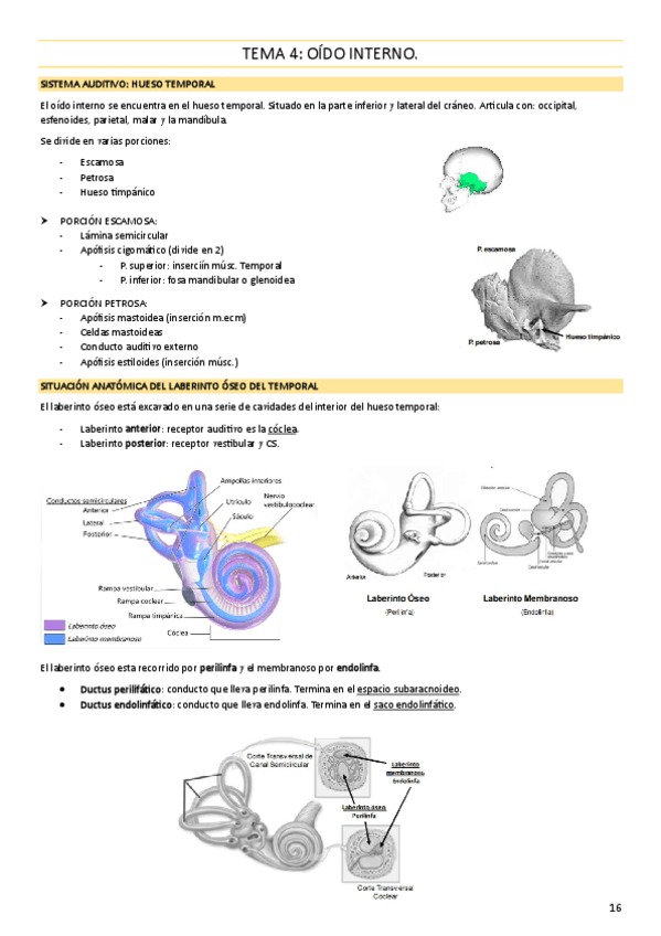 Miniatura del documento TEMA-4-Oido-interno.pdf