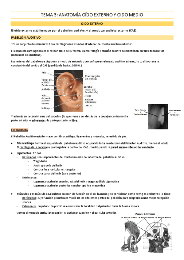Miniatura del documento TEMA-3-Anatomia-oido-externo-y-medio.pdf