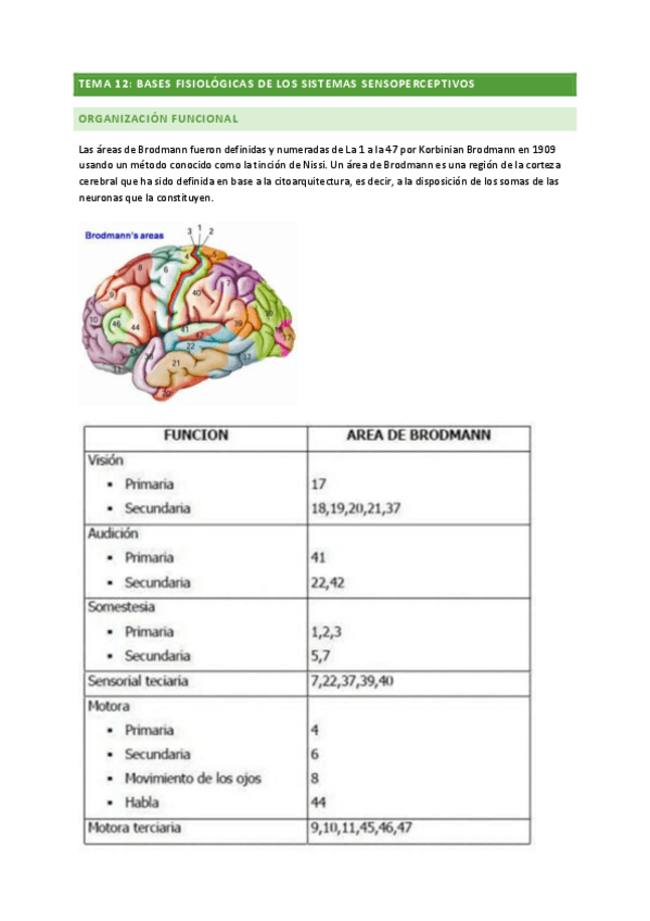 Miniatura del documento ANATOMIA-TEMA-12.pdf