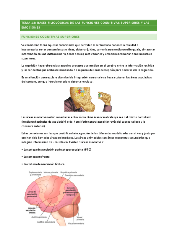 Miniatura del documento ANATOMIA-TEMA-13.pdf