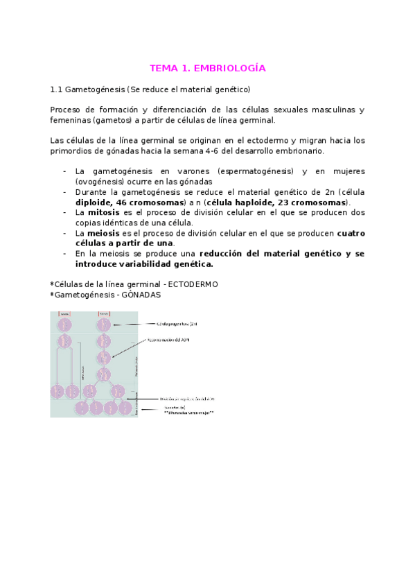 Miniatura del documento ANATOMIA-entero.docx