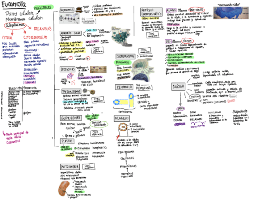 Miniatura del documento CELULA-EUCARIOTA.pdf