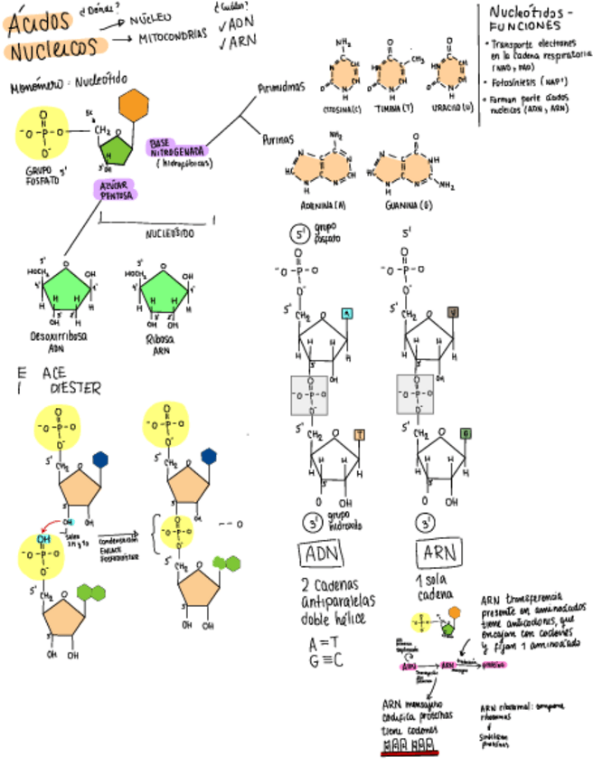 Miniatura del documento ACIDOS-NUCLEICOS.pdf