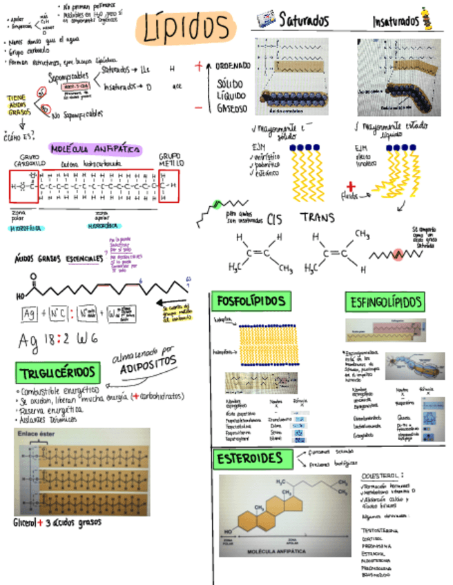 Miniatura del documento LIPIDOS.pdf