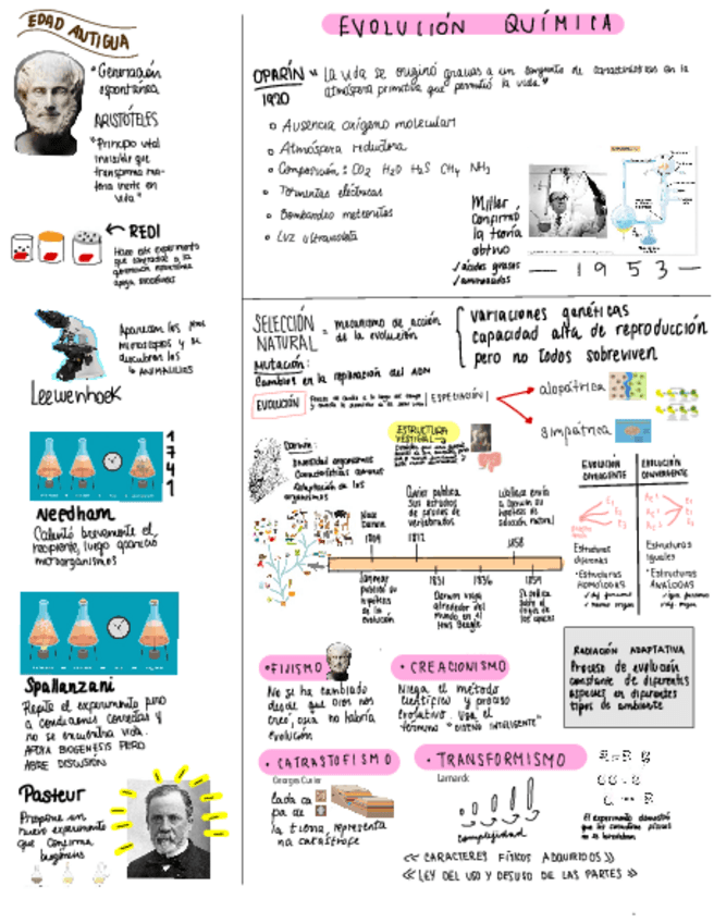 Miniatura del documento EVOLUCION.pdf