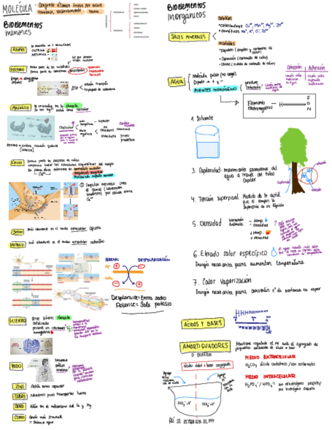 Miniatura del documento BIOELEMENTOS.pdf