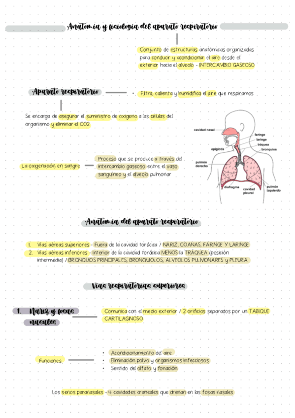 Miniatura del documento Tema-11-Aparato-respiratorio.pdf