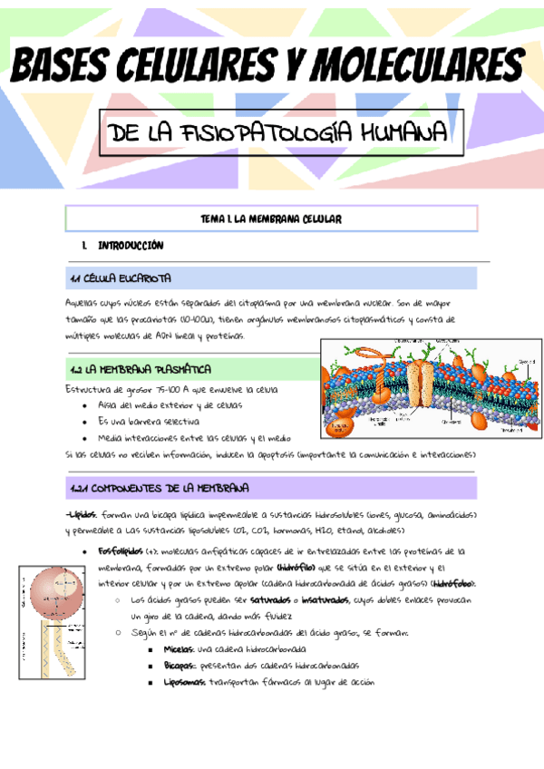 Miniatura del documento BASES-MODULO-1-COMPLETO.pdf