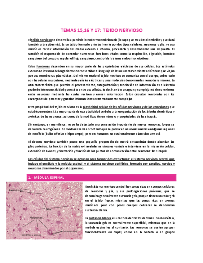 Miniatura del documento TEMAS-15-16-Y-17-TEJIDO-NERVIOSO.pdf