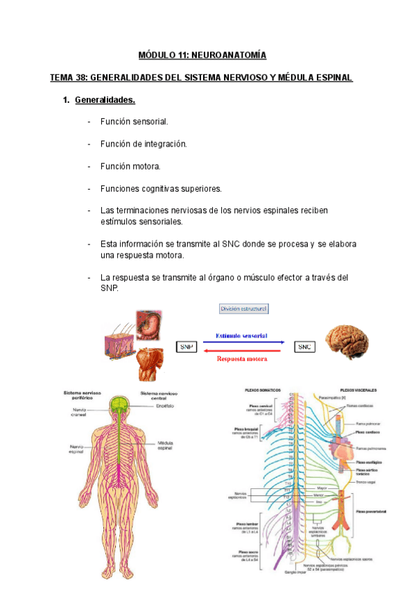 Miniatura del documento MODULO-11-NEUROANATOMIA.pdf