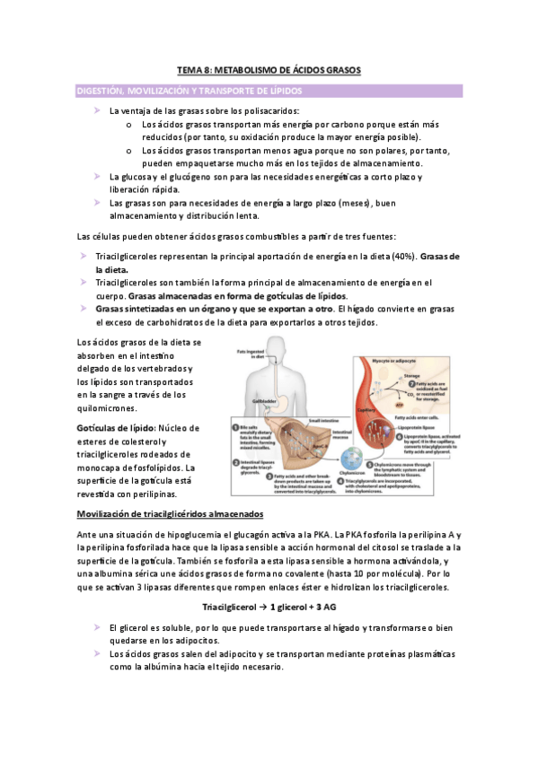 Miniatura del documento TEMA-8-BIOQUIMICA.pdf