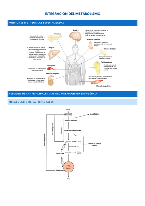 Miniatura del documento INTEGRACION-DEL-METABOLISMO-1o-fisioterapia.pdf