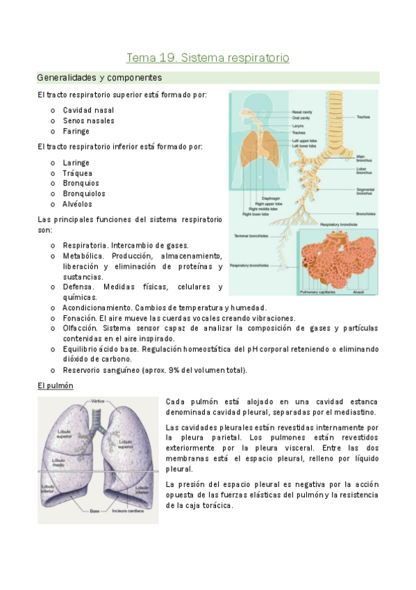 Miniatura del documento Tema-19.-Sistema-respiratorio.pdf