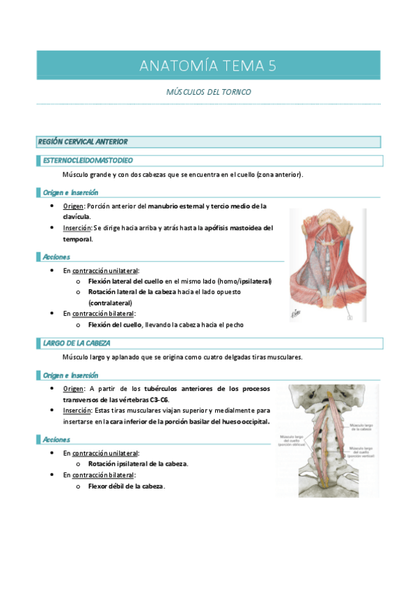 Miniatura del documento ANATOMIA-TEMA-5-músculos.pdf