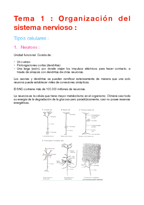 Miniatura del documento Apuntes-Fisio-especial.pdf