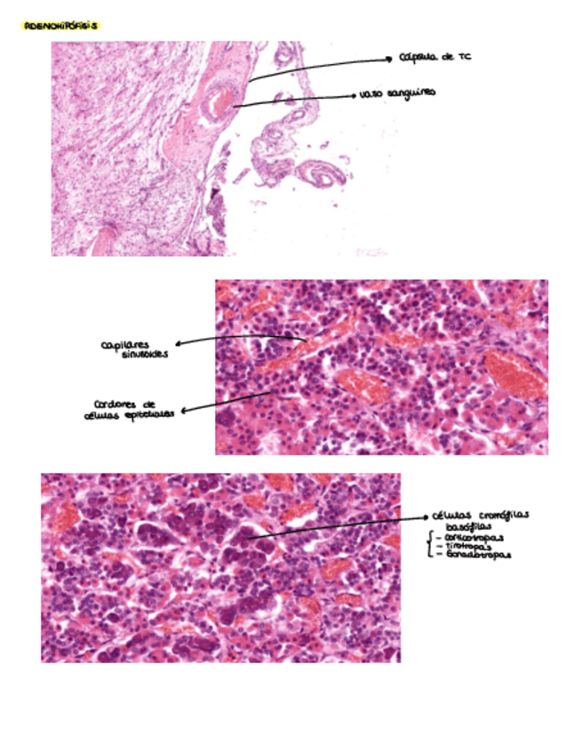 Miniatura del documento Practicas histo.pdf