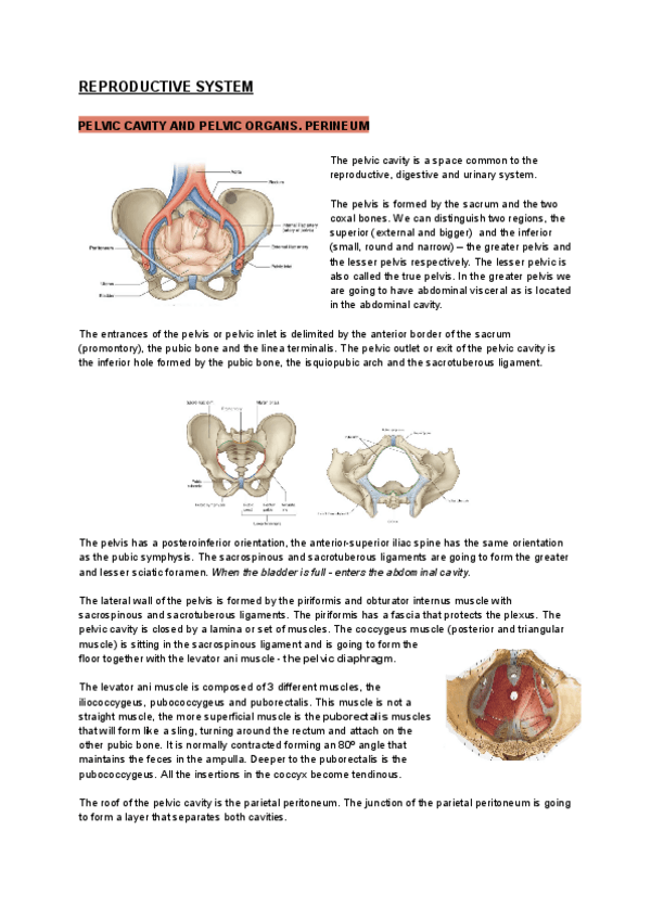 Miniatura del documento IOS2-REPRODUCTIVE-SYSTEM.pdf