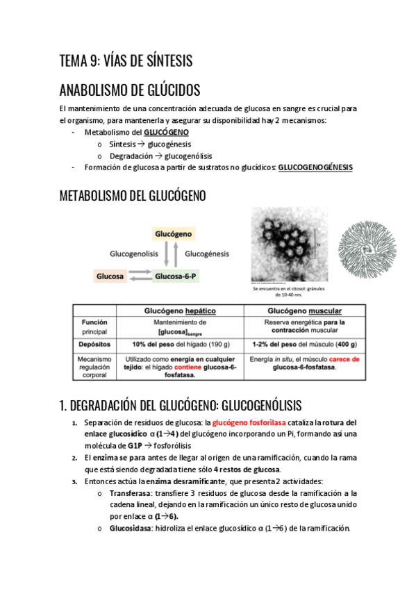 Miniatura del documento tema-9-vias-de-sintesis.pdf