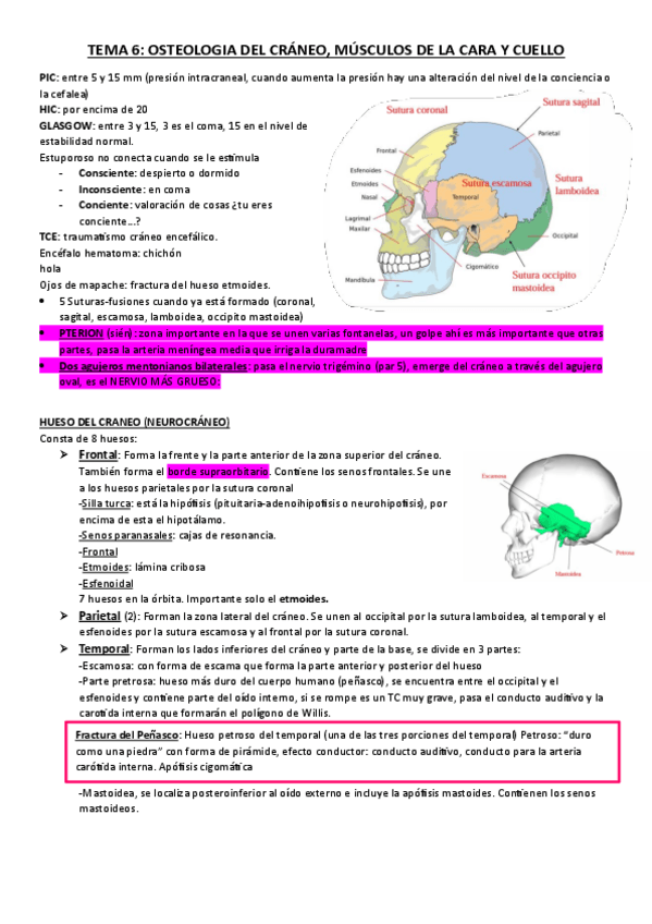 Miniatura del documento tema-6anato.pdf