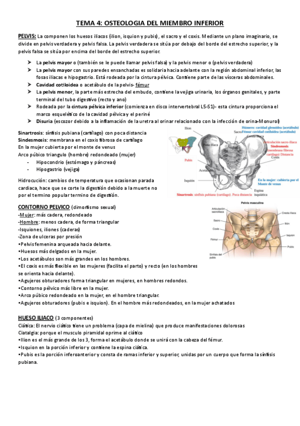 Miniatura del documento tema4anato.pdf