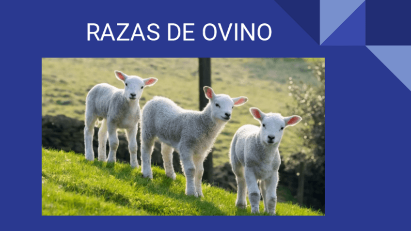 Miniatura del documento RAZAS-OVINO.pdf