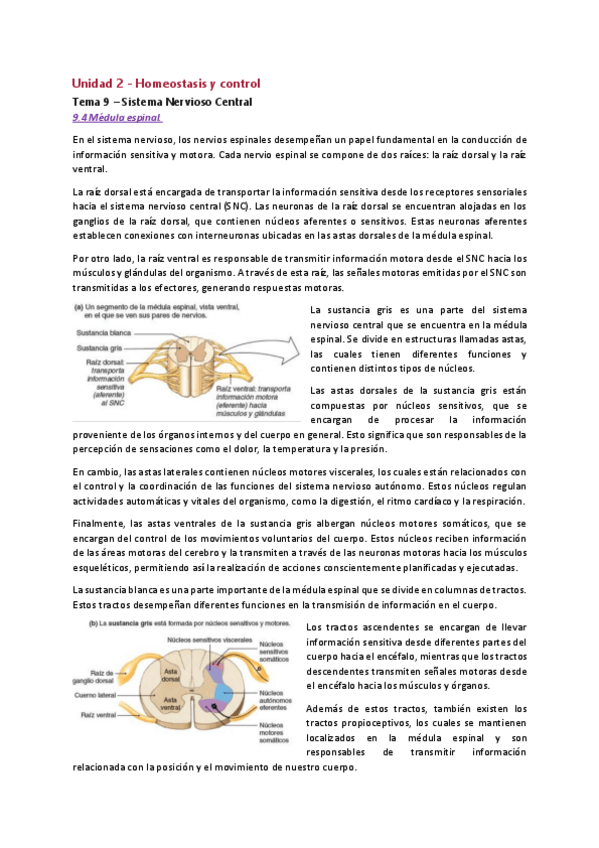 Miniatura del documento UBU-TO-Tema-9-FISIO-Sistema-Nervioso-Central.pdf