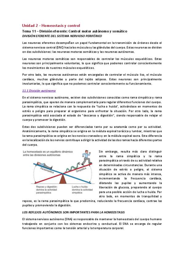 Miniatura del documento UBU-TO-Tema-11-FISIO-Division-eferente-Control-motor-autonomo-y-somatic.pdf