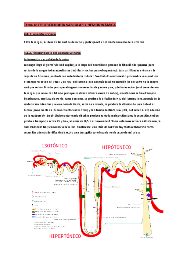 Miniatura del documento T.4-Fisiopatología (aparato urinario).pdf
