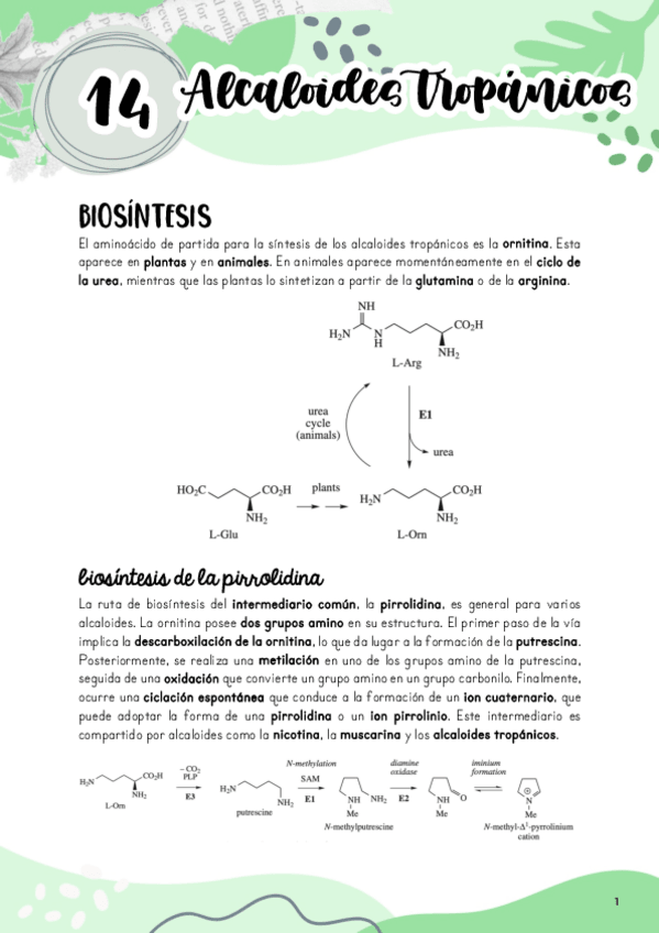 Miniatura del documento Tema-14.-Alcaloides-tropanicos.pdf