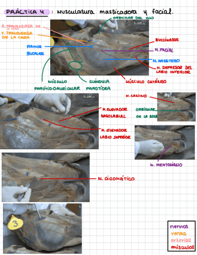 Miniatura del documento Practica-4.pdf