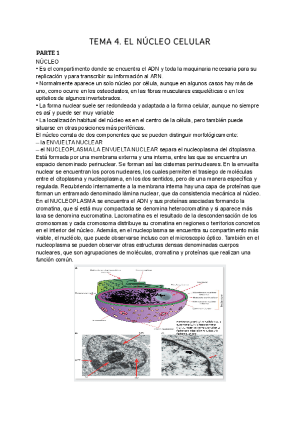 Miniatura del documento TEMA-4.-BIO-1a-PARTE.pdf
