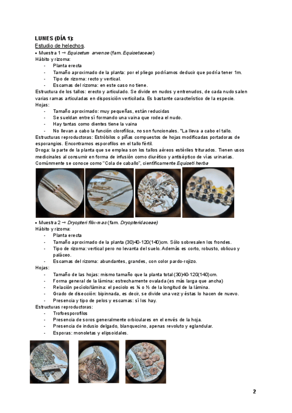 Miniatura del documento Informe-practicas-BotMed.pdf