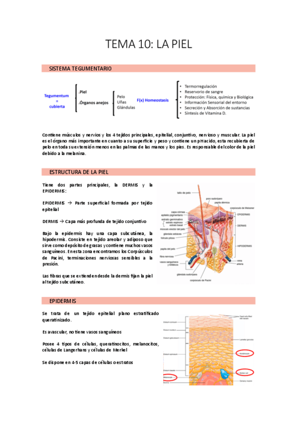 Miniatura del documento TEMA-10.pdf