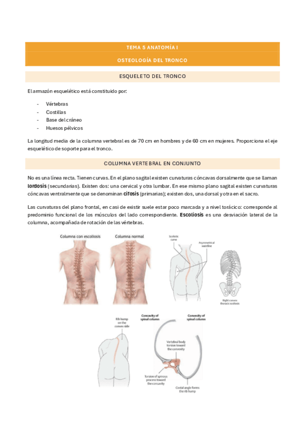 Miniatura del documento tema-5-anatomia-i.pdf