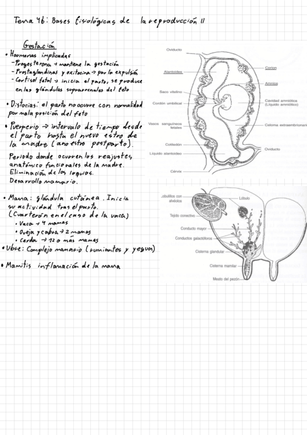 Miniatura del documento Resumen-tema-4b-introduccion-a-la-ganaderia.pdf